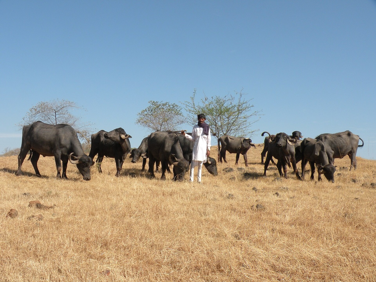 Buffalo Meat Export Data 2026: Top Buyers & HS 020230