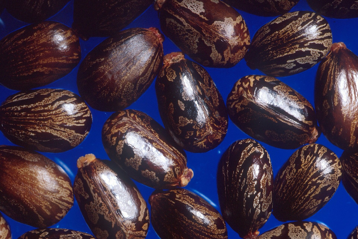 Castor Oil Export Data 2026: Top Buyers, Prices, HS 151530