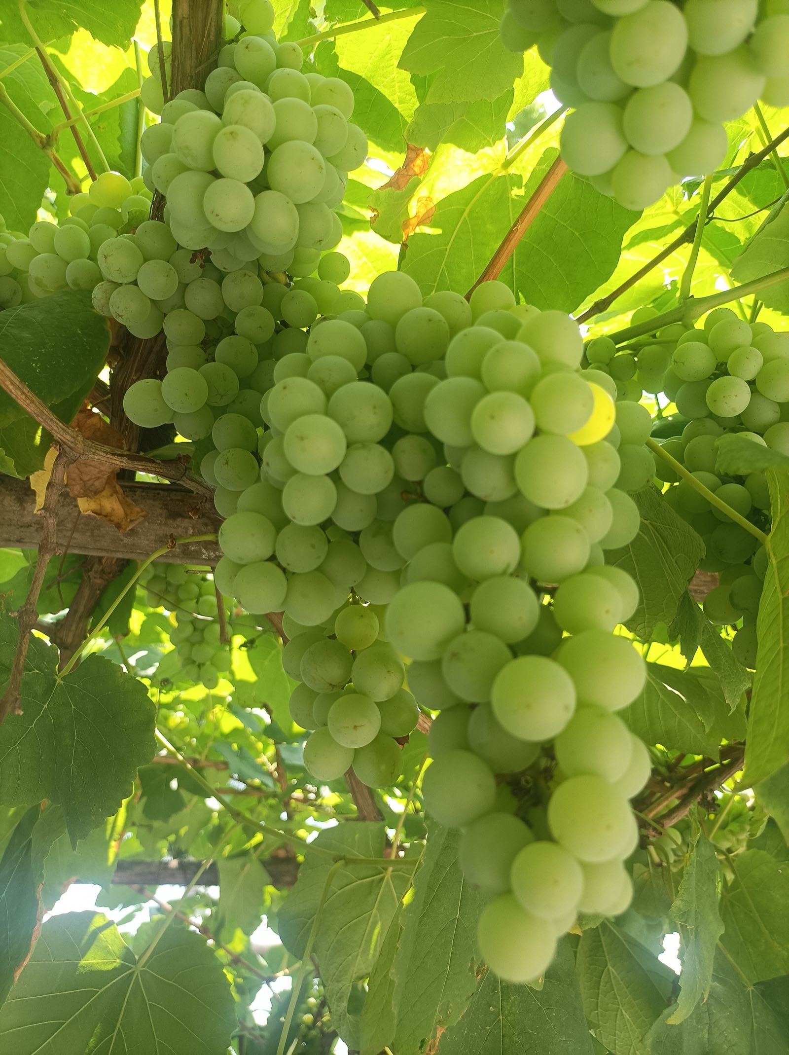 Grapes Export from India 2026: Buyers, Data, HS 080610
