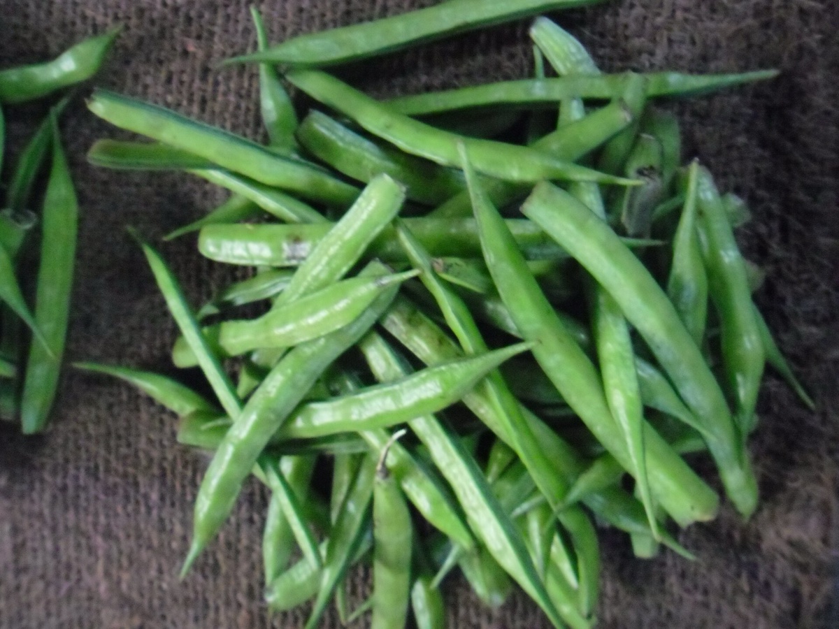 Guar Gum Export Data 2026: Top Buyers, Prices, HS 130232