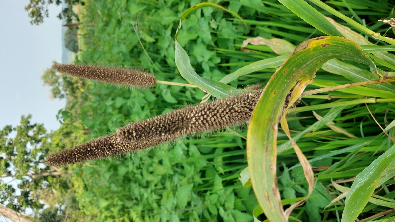 Millets Export From India 2026: Buyers, Data, HS 1008
