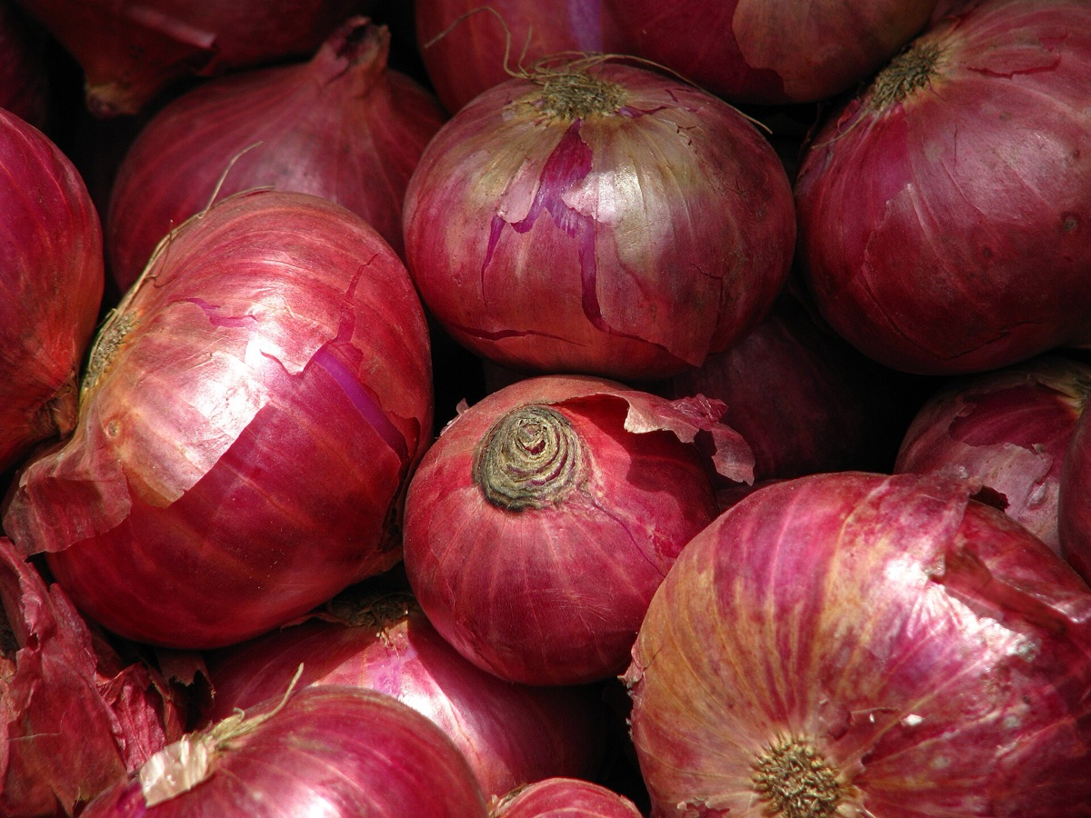 Onion Export from India 2026: Buyers, Prices, HS 070310