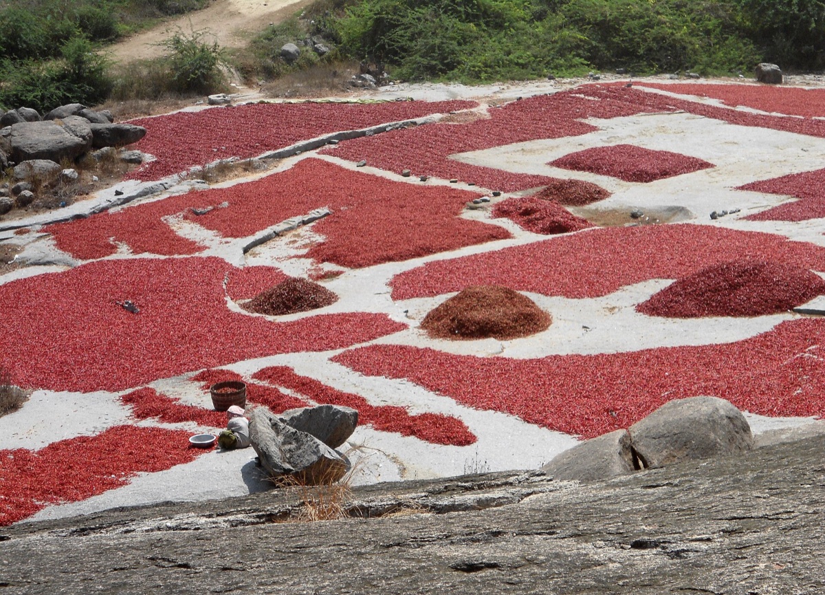 Red Chilli Export from India 2026: Buyers, Prices, HS Codes