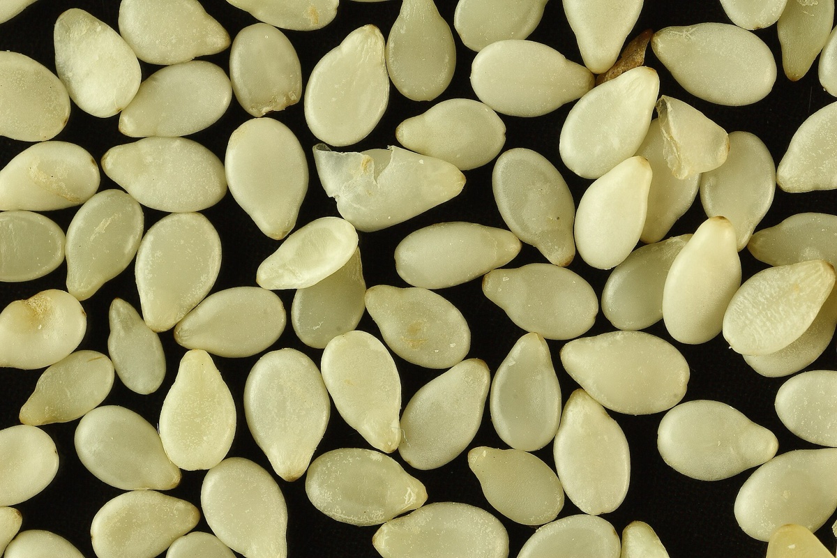 Sesame Seeds Export Data 2026: Buyers, Prices, HS 120740