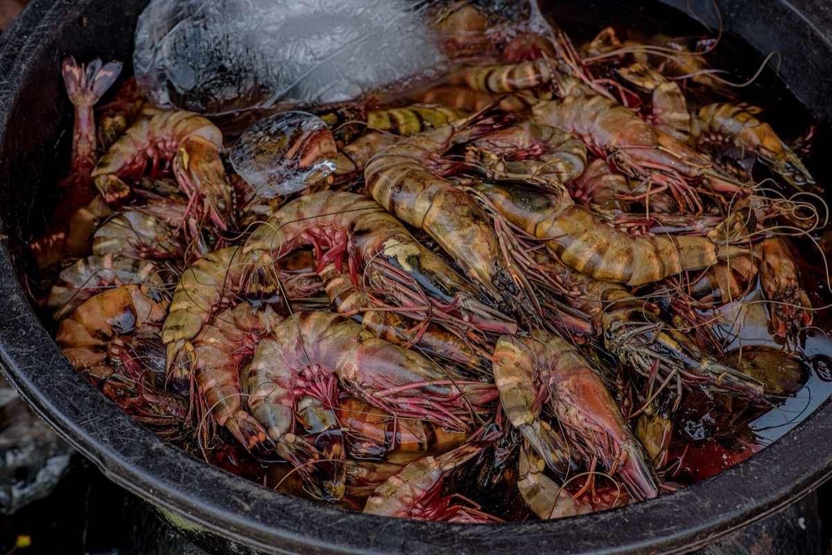Shrimp Export Data 2026: Seafood Buyers & Importers
