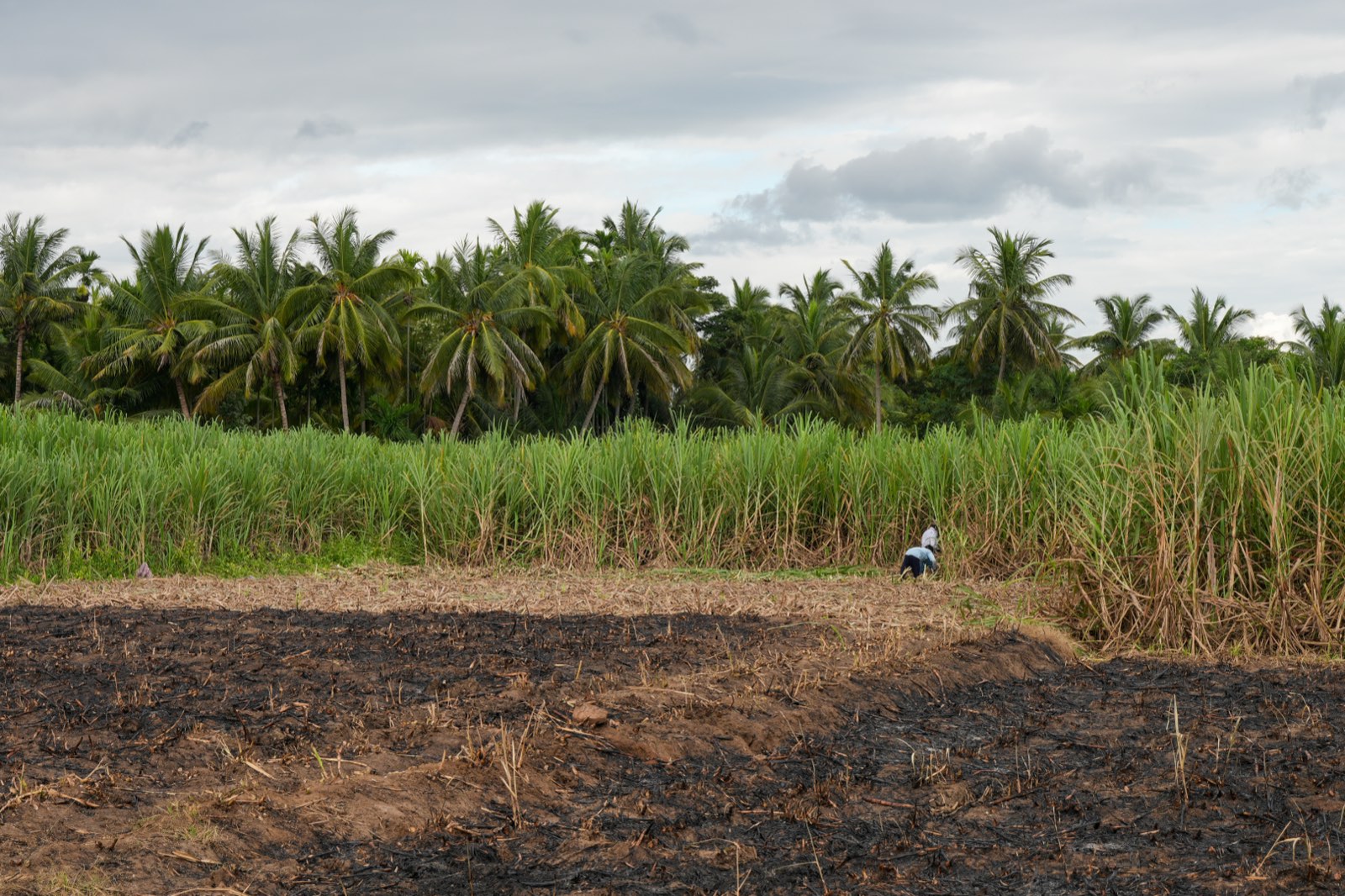 Sugar Export From India 2026: Ban, Data & Top Buyers