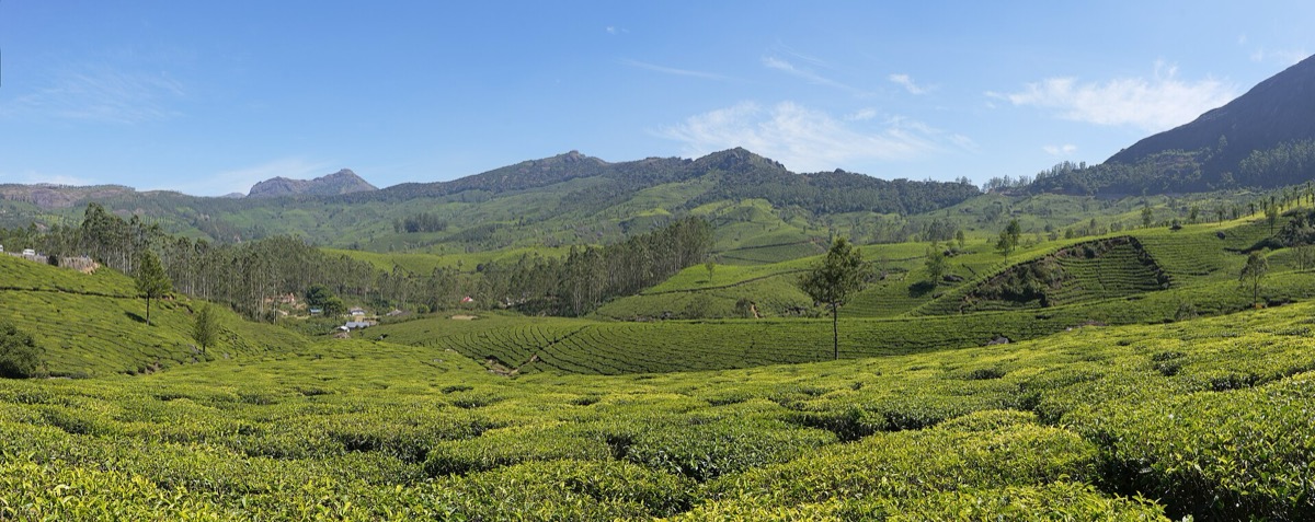 Tea Export Data 2026: Top Buyers, Importers & HS 0902