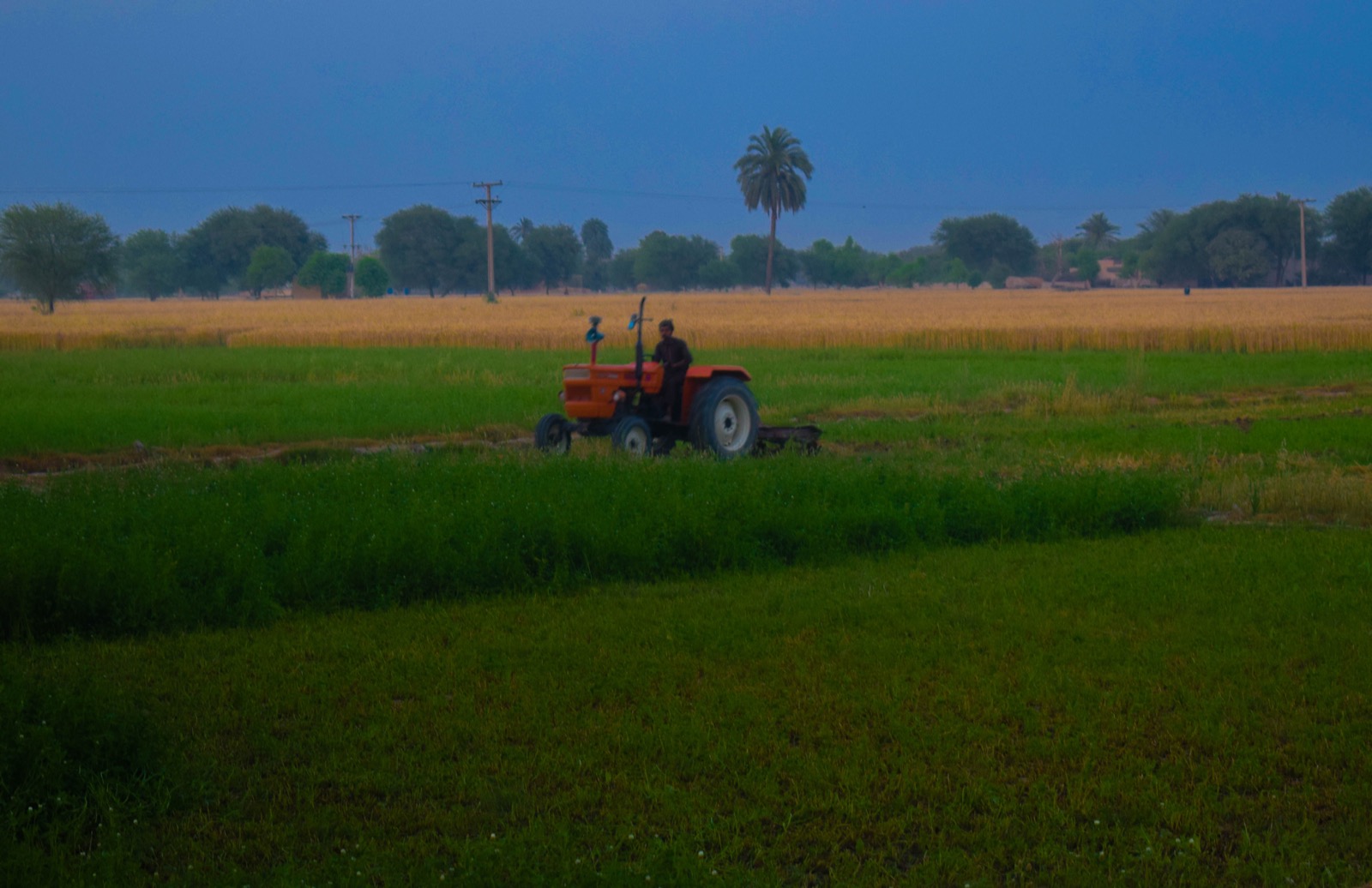 Wheat Export From India 2026: Data, Ban Status & Buyers